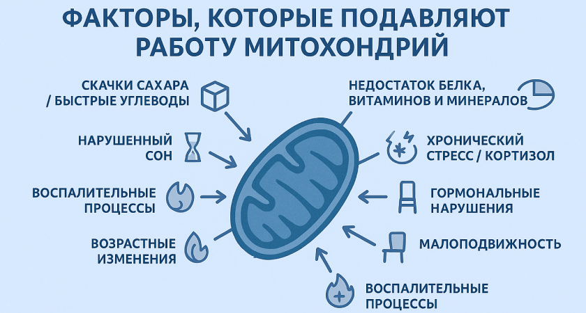 Что истощает работу митохондрий